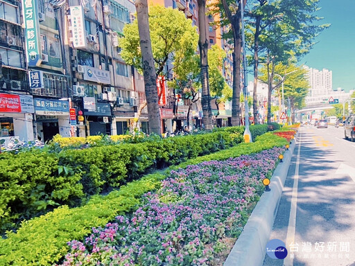 板橋市容妝點迎節慶 分隔島新植紅花綠葉四季秋海棠