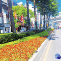 板橋市容妝點迎節慶 分隔島新植紅花綠葉四季秋海棠