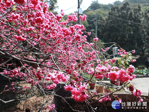 員林市「櫻木花道 詩光茶宴」 重現湖水里櫻花大道榮景