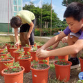 福德國小網博會學生以地方特產特色為題 探究家鄉菊花的美麗與奧秘