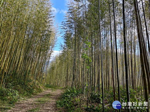 增加森林碳匯 桃市農業局力推老竹新生