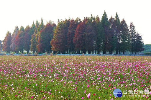 員林南區公園旁營造繽紛花海 大波斯菊花田綻放農田新活力