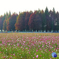 員林南區公園旁營造繽紛花海 大波斯菊花田綻放農田新活力