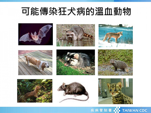 被動犬隻咬傷急診 北榮桃園分院助民眾避開「狂犬病」致命風險