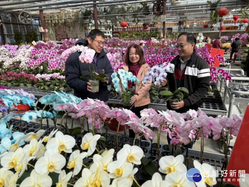 農曆過年將至 后里萌芳蘭花特殊花色增添年節氣氛