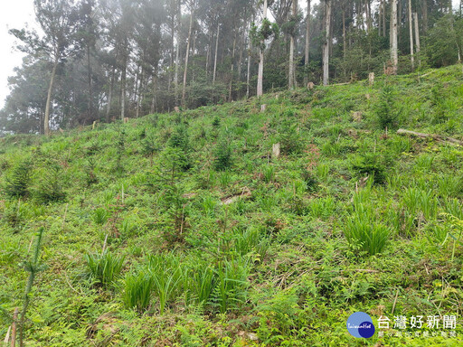 認養植樹造林公私協力 為環境永續利益後世子孫