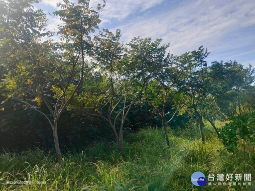 認養植樹造林公私協力 為環境永續利益後世子孫