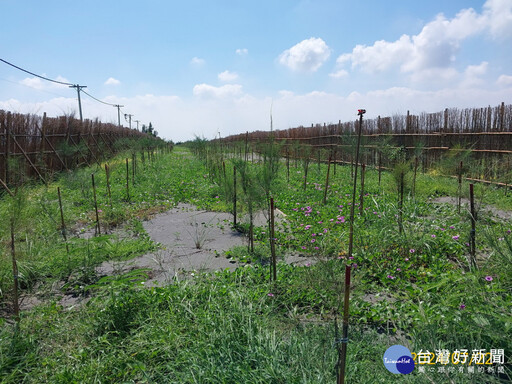 認養植樹造林公私協力 為環境永續利益後世子孫