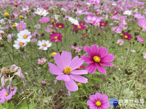 花漾Chill賞花樂 感受被花海包圍的幸福