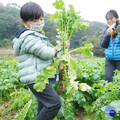 新北青農推食農體驗 新年走春體驗農遊