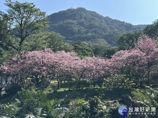 侯友宜初二淡水走春 邀市民朋友天元宮賞櫻過好年