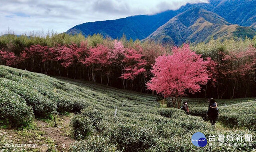 新春櫻花茶會結合音樂與農業 展現永續發展價值