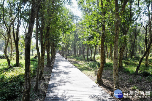 彰化溪州公園 斥資千萬改善森林木棧道區「媲美溪頭」