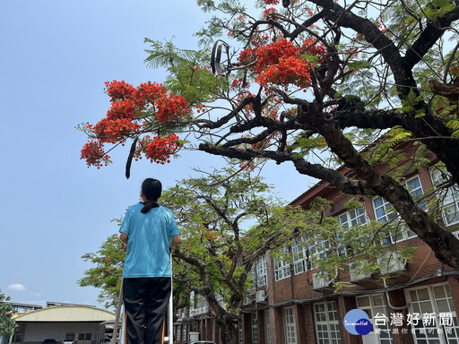 從地方到國際舞台的堅持與努力 原斗國中小勇奪國際科展植物學四等獎