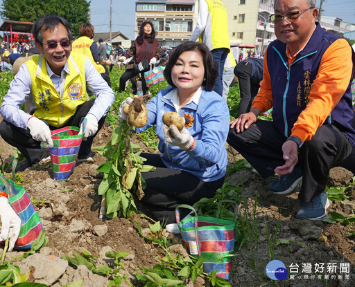 雲林斗南馬鈴薯節 張麗善與民眾體驗挖馬鈴薯