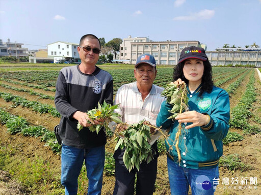 台南新市區飽受寒害之苦 二百多公頃地瓜田難結果