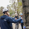 解決高鐵區掌葉蘋婆空污問題 竹北市公所編900萬3月起換樹