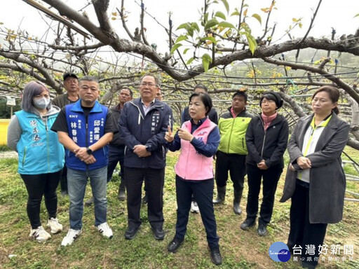 低溫寒流侵襲后里梨穗存活率低 楊瓊瓔會勘籲啟動現金救助