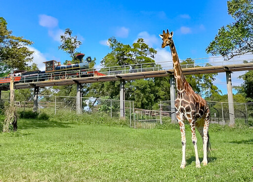 六福村首辦「長頸鹿與有蹄類動物醫療照護工作坊」 為台灣動物界注入國際視野