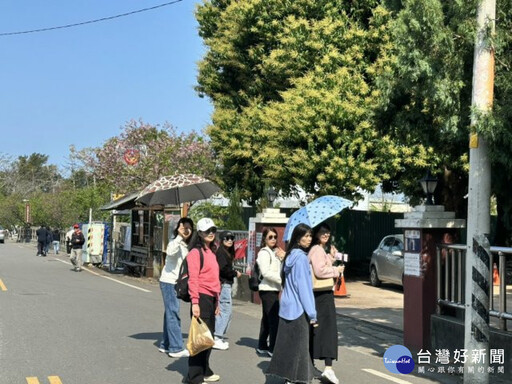 后里八重櫻櫻花季落幕 吉野櫻接續綻放