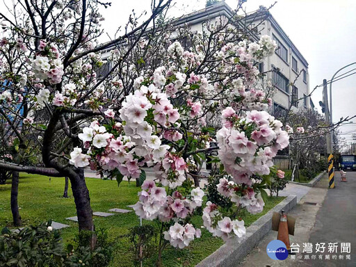 八德瑞源街吉野櫻盛開 粉紅花海陸續綻放浪漫登場