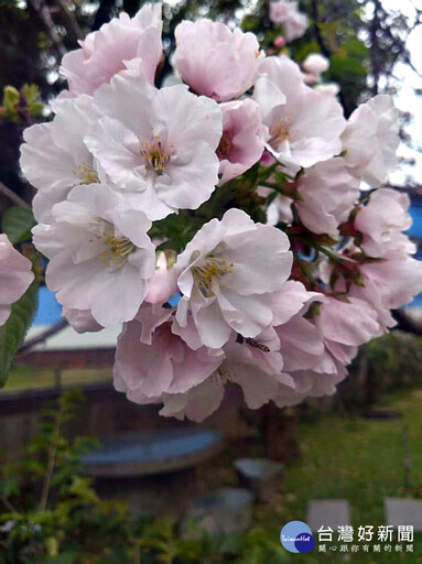 八德瑞源街吉野櫻盛開 粉紅花海陸續綻放浪漫登場