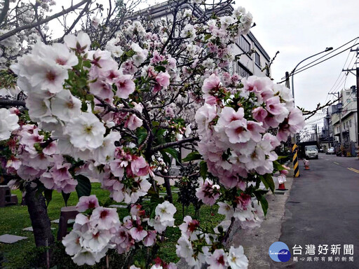 八德瑞源街吉野櫻盛開 粉紅花海陸續綻放浪漫登場