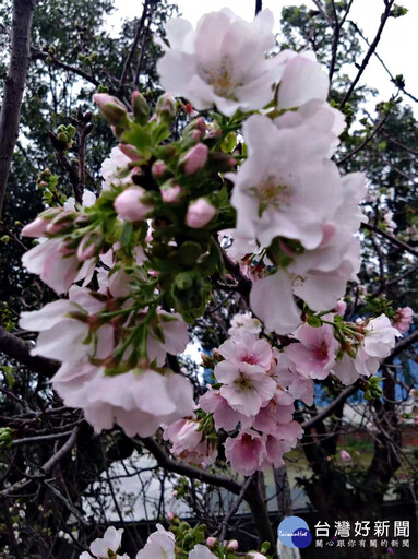 八德瑞源街吉野櫻盛開 粉紅花海陸續綻放浪漫登場