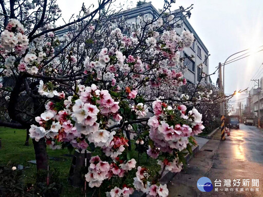 八德瑞源街吉野櫻盛開 粉紅花海陸續綻放浪漫登場