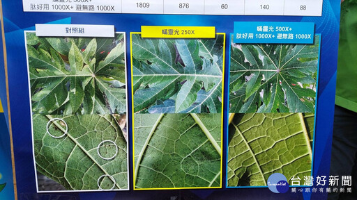 光合菌防治植物病蟲害研究成果技術轉移 為農業生產注入綠色新動能