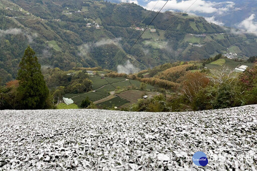 冷氣團來襲復興上巴陵降雪 智慧農業防災平台預警防範寒害