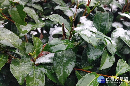 冷氣團來襲復興上巴陵降雪 智慧農業防災平台預警防範寒害