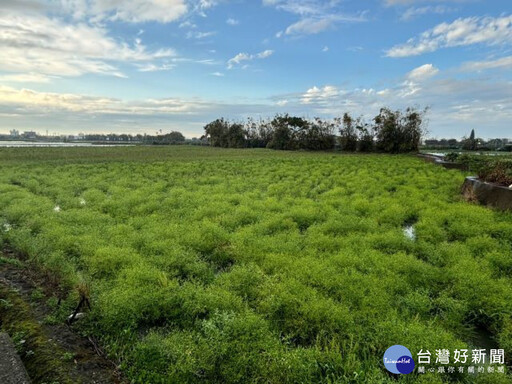 大甲農民種植水芹菜 休閒農業療育新景觀