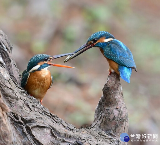 善盡大學社會責任 長榮大學於巴克禮公園舉辦翠鳥展