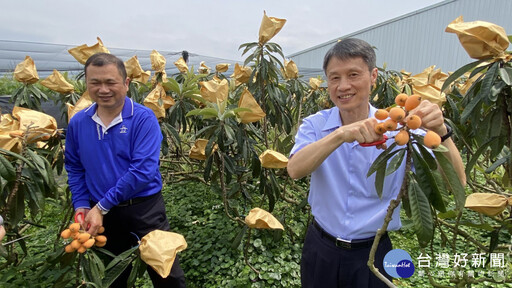 新社枇杷好嬌貴 果農心頭肉開放採摘