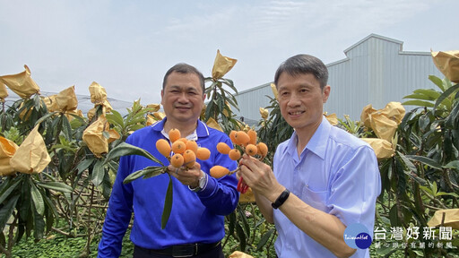 新社枇杷好嬌貴 果農心頭肉開放採摘