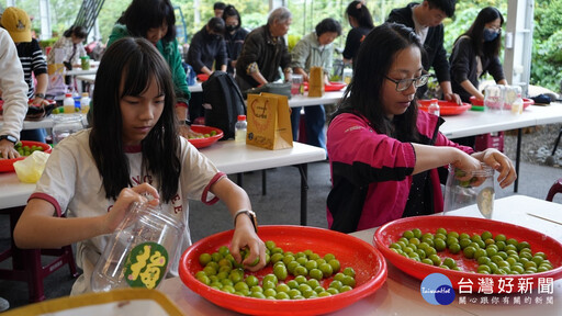 梅子節國姓梅香秘境親子採梅去 共享敲梅、客家餐趣