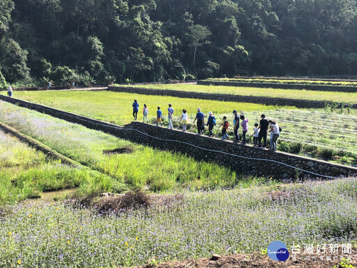 初夏進入那豐饒里山 跟著三貓探索人與自然關係
