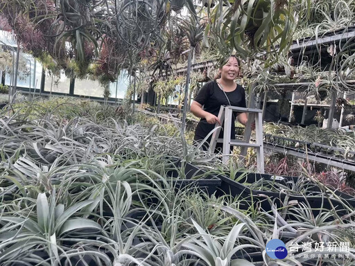新住民在臺落地生根努力追逐夢想 用空氣鳳梨點燃綠色奇蹟