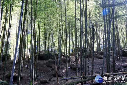 南投縣推動竹林碳匯專案說明會 打造竹產業永續與碳權接軌
