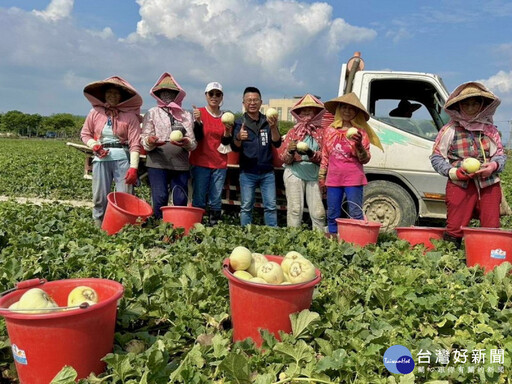 初夏吃瓜正對時 高雄瓜果豐收上市