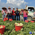 初夏吃瓜正對時 高雄瓜果豐收上市