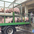 豬肉產地標示 竹縣嚴格把關食安