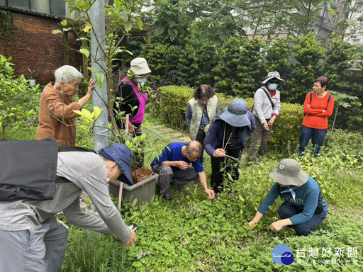 田園課程撿到寶 魚腥草保你健康和面子
