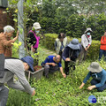 田園課程撿到寶 魚腥草保你健康和面子