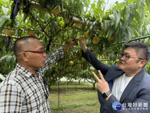 外埔水蜜桃成熟時 議員施志昌協助促銷