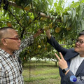 外埔水蜜桃成熟時 議員施志昌協助促銷