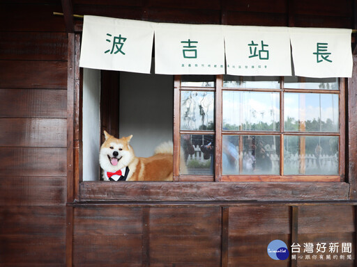 阿里山林鐵鹿麻產車站整修完工 秋田犬「波吉」化身實習站長