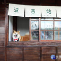 阿里山林鐵鹿麻產車站整修完工 秋田犬「波吉」化身實習站長