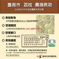 臺南荔枝著果不良 5/22至6/5受理現金救助申請